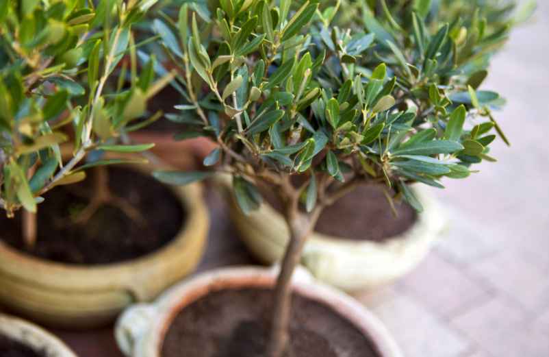 Comment tailler un olivier en pot ?