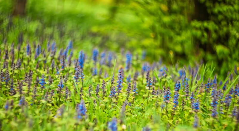 Remède de grand-mère contre les moucherons dans les plantes