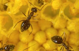 Comment se débarrasser des fourmis dans le jardin ou le jardin ?