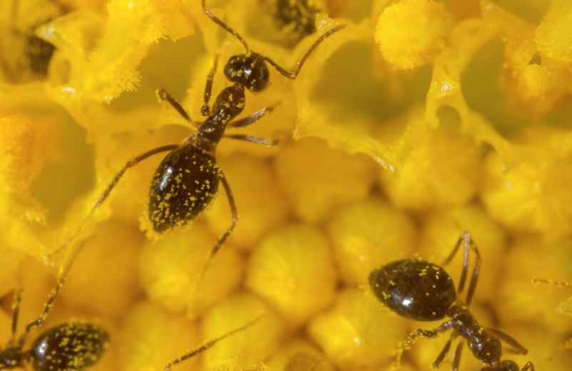 Comment se débarrasser des fourmis dans le jardin ou le jardin ?