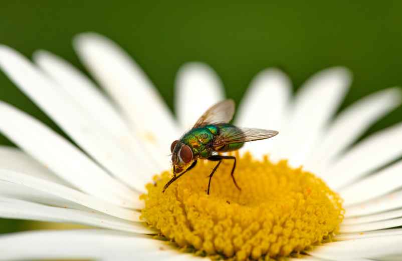 Comment se débarrasser des moucherons