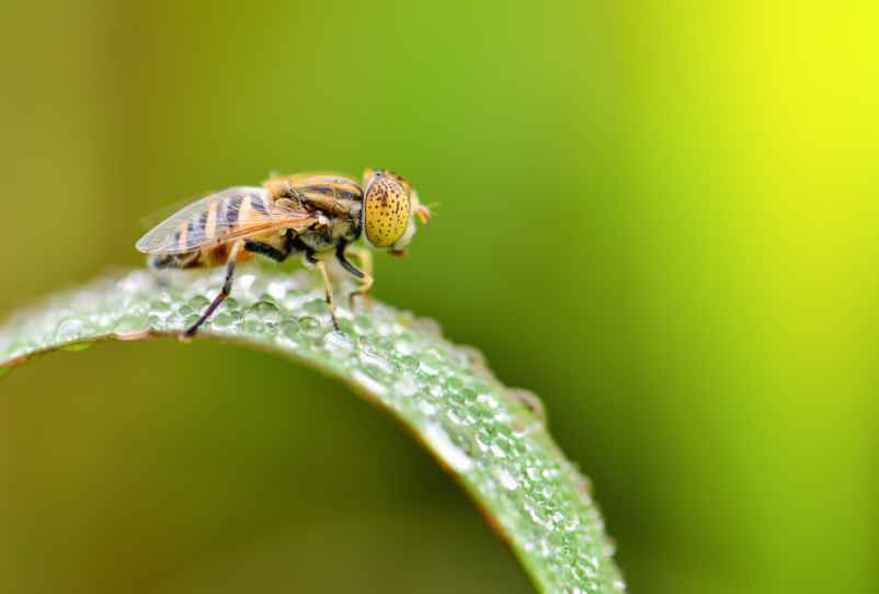 Comment se débarrasser des mouches dans la maison ?