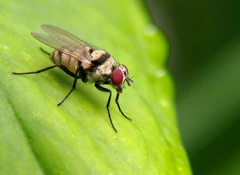 Utiliser des insecticides