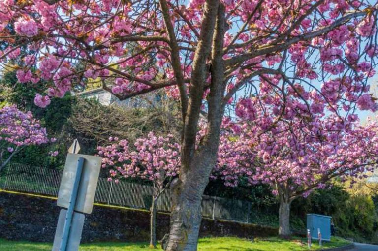 Arbre qui pousse vite sans trop de racines : quelles variétés choisir ?-Do It Yvette
