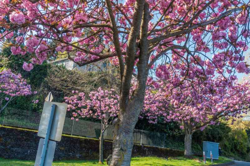 Arbre qui pousse vite sans trop de racines : quelles variétés choisir ?-Do It Yvette