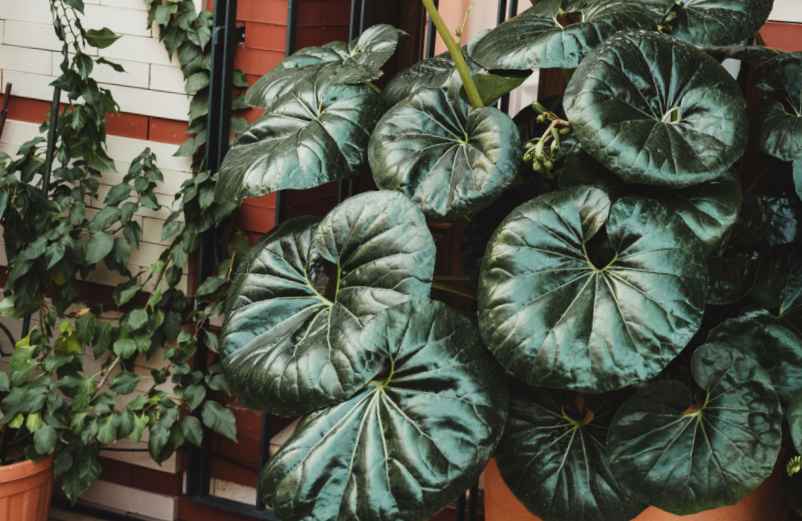 Les meilleures plantes pour une culture en pot-Do It Yvette Les meilleures plantes pour une culture en pot-Do It Yvette