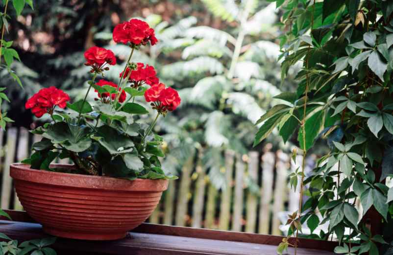 Les plantes adaptées au soleil ou à l'ombre-Do It Yvette Les plantes adaptées au soleil ou à l'ombre-Do It Yvette