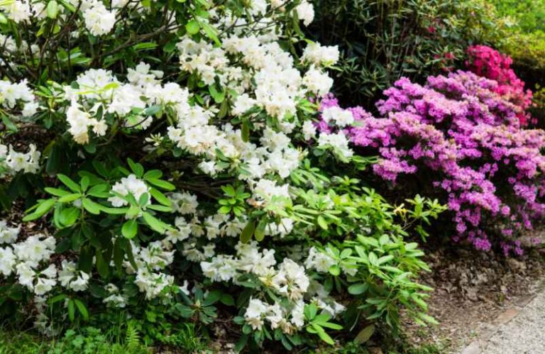 Petit arbuste qui fleurit toute l’année : 12 variétés pour un jardin toujours fleuri-Do It Yvette