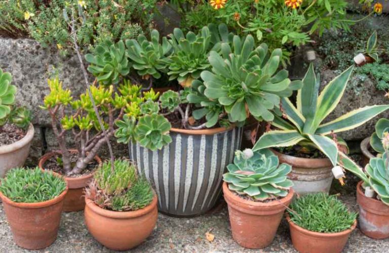 Plante d’extérieur en pot qui ne perd pas ses feuilles : 15 variétés à adopter-Do It Yvette