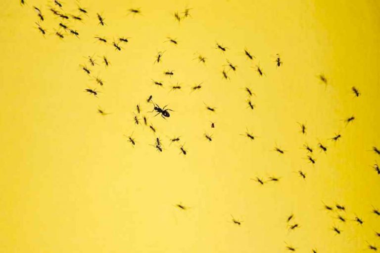 Comment se débarrasser des fourmis dans la maison naturellement ?-Do It Yvette